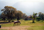 Ranch scene