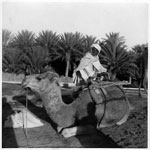 Village photo - man on camel