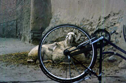 Bike and sheep